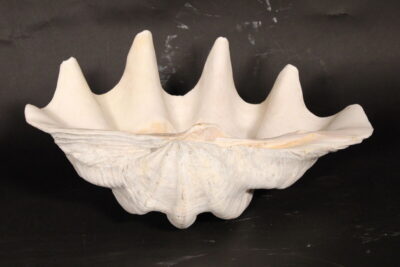 17" Clam Shell